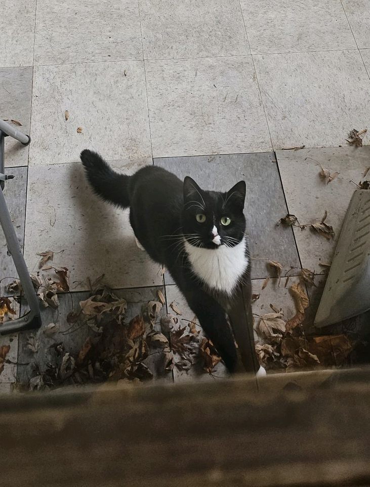 Burger standing outside on our dirty screened-in porch that I needed to sweep out and didn't. The camera is aimed down at her and she is looking up into it, her green eyes bright and intent. Her little body is stretched out long as she reaches up on the wall toward the camera, but her tail is puffy from the cold and fear of being outside. She is standing in a pile of leaves and looks very happy to be there.