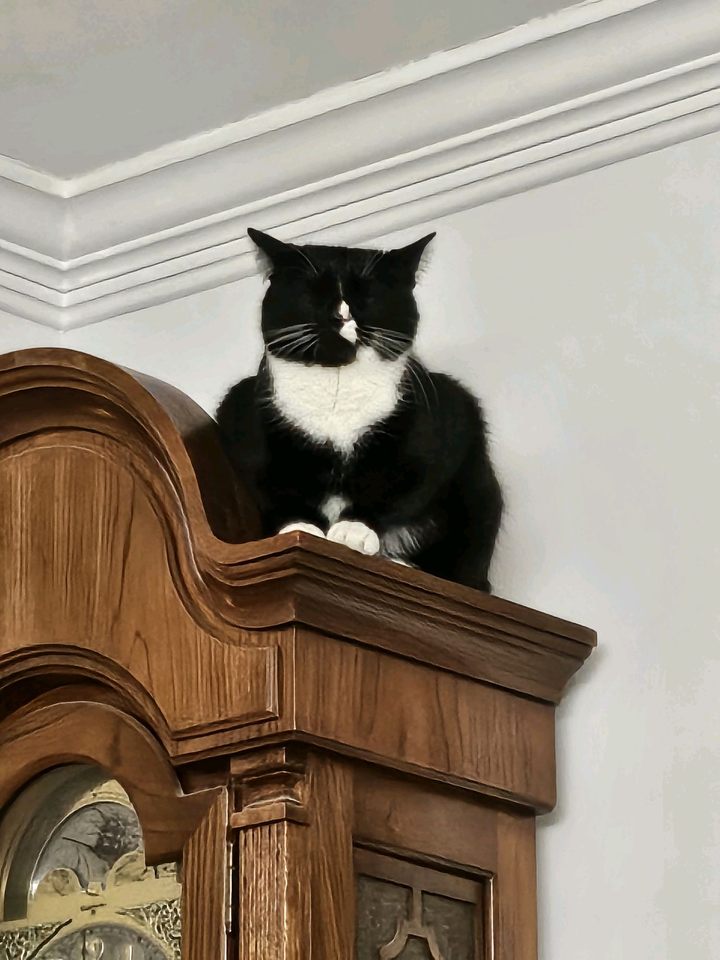 Burger sitting on top of a wooden grandfather clock. She is very close to the ceiling, only inches away from the crown moulding, and she could easily reach up and touch it (and often does). Her ears are angled to the sides and her eyes are closed, making it look like she has no eyes at all in her mostly-black head, and her white nose stripe and half-white mouth is very prominent. She's sitting hunched in a weird way where she looks like a series of lumps and her legs are mostly tucked under her, with just the toes of her white front paws visible.