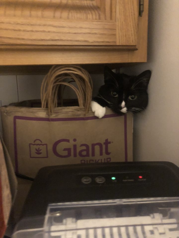 Burger on a kitchen countertop. She is tucked inside a stack of paper grocery bags that have been pushed to the back of the countertop, stored underneath a wooden cabinet and behind a black countertop ice maker. The only parts of her that are visible are her head and one paw. She is looking at the camera in a way that also allows her to directly observe the ice maker.