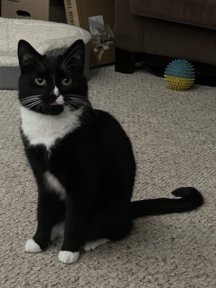 Burger the cat sitting in the middle of a patch of the ugliest, cheapest carpet my landlord could possibly find for our basement. She is looking up and her mouth is ever-so-slightly open, just enough to see a hint of her pink tongue so that it looks like she is talking.