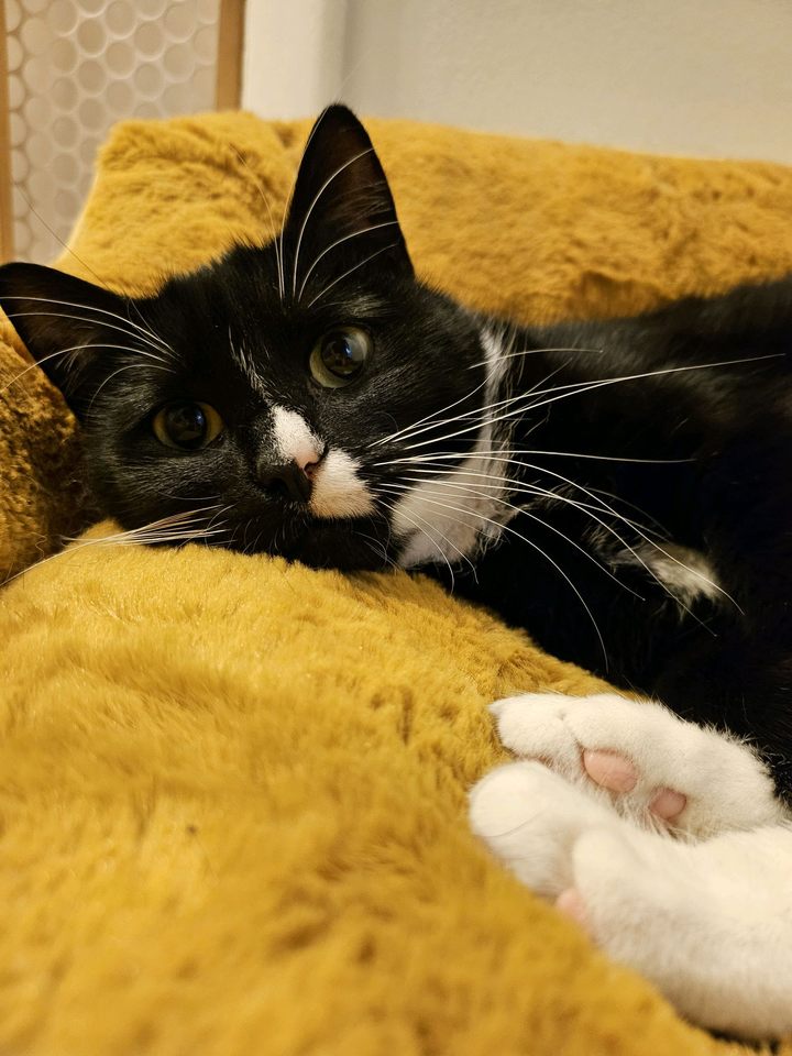Burger lounging on a mustard-colored cat bed, looking impossibly snug. The right side of her head is smushed into the bed, though the left side is lifted so that her long white whiskers are visible. The pupils of her big green eyes are large, like she might want to engage with the camera or something nearby and she is not quite ready for sleep. Her front feet are tucked under her and are not visible, but her white back paws are curled around so some of her pink toes can be seen.