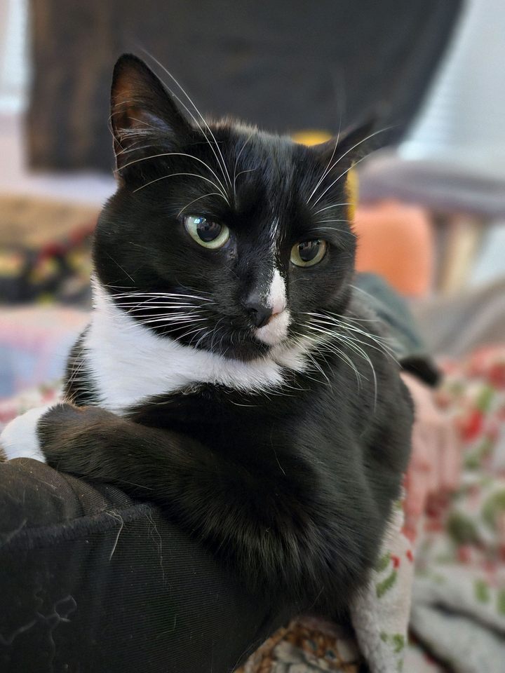 A picture of Burger the tuxedo cat, sitting on someone's leg. She is posed like a 1940s glamour shot, with her head angled to the right and her right arm draped over the leg of the person she's sitting on. She has long white whiskers, large green eyes, black fur with a white cravat and white paw, and a half-black, half-white nose split down the middle by a stripe.