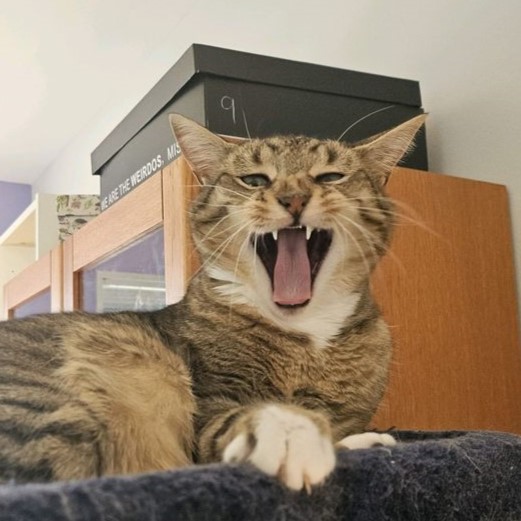 Bonny is a tan tabby who is short-haired and goofy-looking. She is sitting on a cat tree in my roommate's office, up near the ceiling, and the top of a cabinet is visible in the background. Her white-socked paw is resting on the edge of the cat tree and she has her claws out for no reason, which is typically Baloney behavior. Her white cravat is somewhat distorted, as is her usually bizarrely endearing face, for she was mid-yawn in this picture. Her mouth is extremely open and her tongue looks twelve miles long, her two upper canines on display. Her nose and face are scrunched up, and she looks like she is yelling or like she maybe just ate something disgusting. I did not think a cat could furrow its brow until I saw this picture, but Baloney proved me wrong. You can partially make out her green eyes, but they're almost squinted shut with her yawn, and her ears are angled to the sides. All in all, it is not her best look.