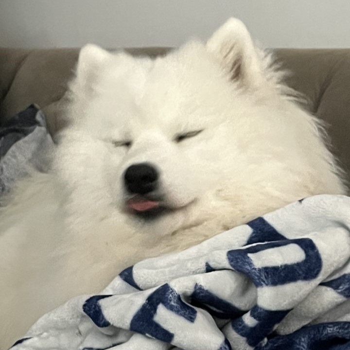 Kissy is a perfect, fluffy, white Samoyed, with little pointy ears and fur for days. She's looking quite snug on a gray sofa, partially lounging on a Toronto Maple Leafs blanket. Her eyes are closed and her tongue is sticking out, making a very cute dog look very, very stupid.
